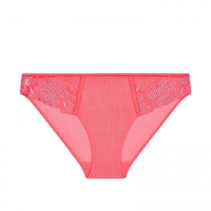 DAHLIA 222/PAPAJA